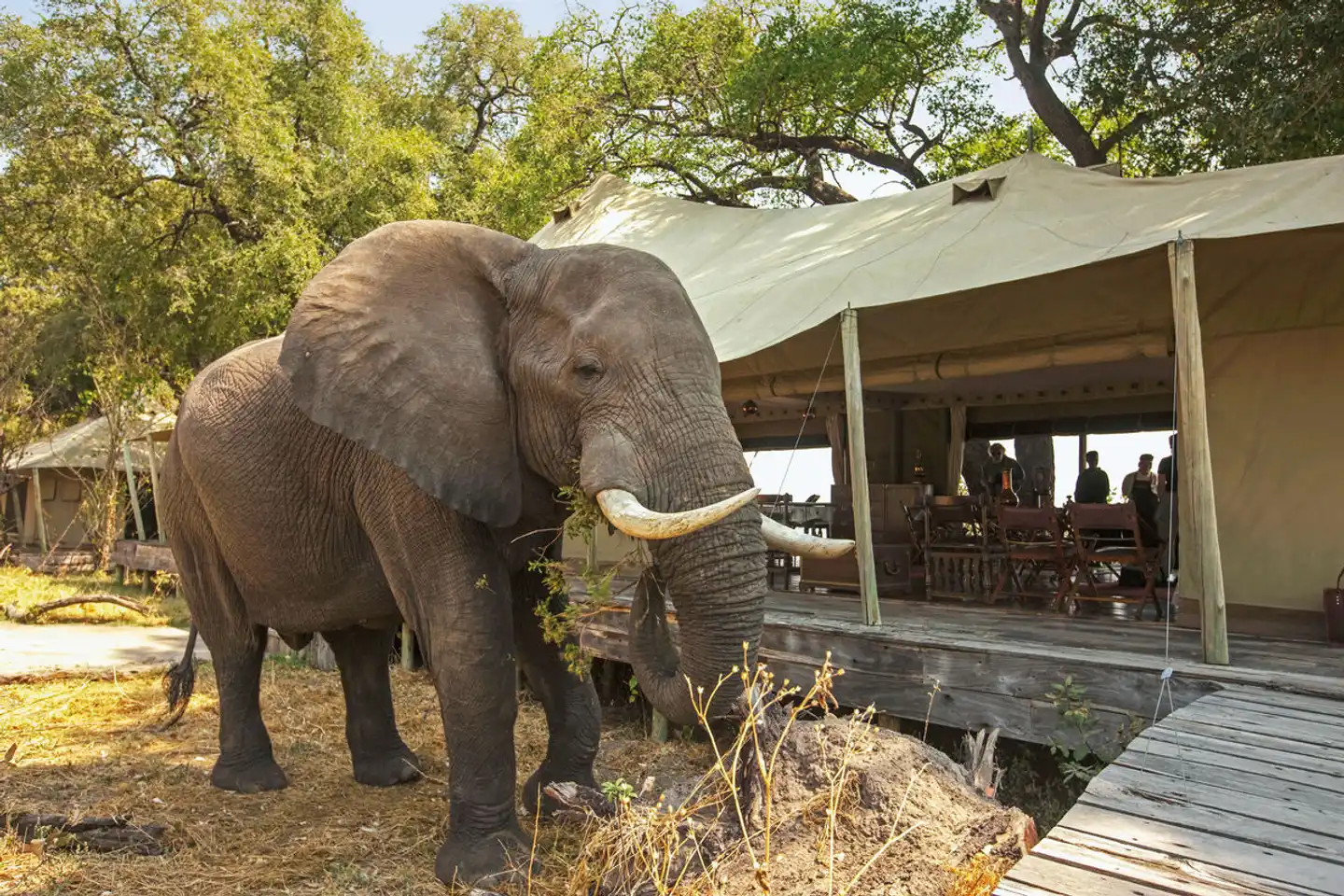 Zarafa Camp Tiere