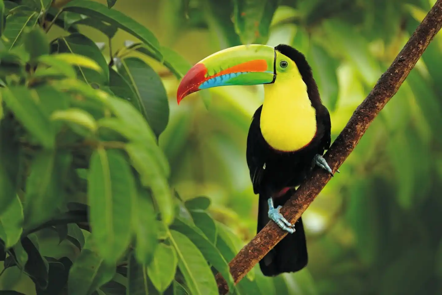 Costa Rica Rundreise & Baden Tiere