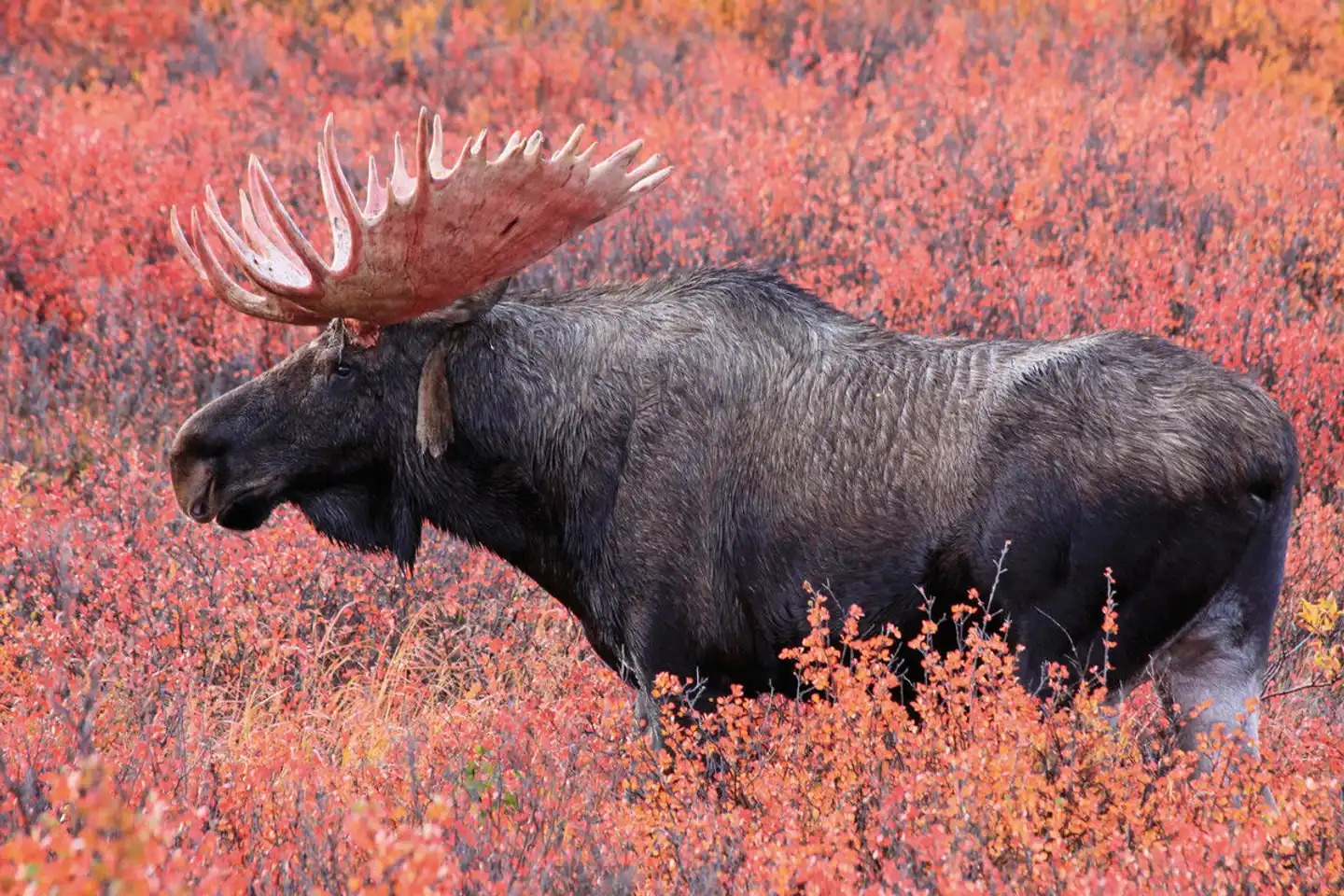Sur les traces des ours sur l’île de Kodiak Tiere