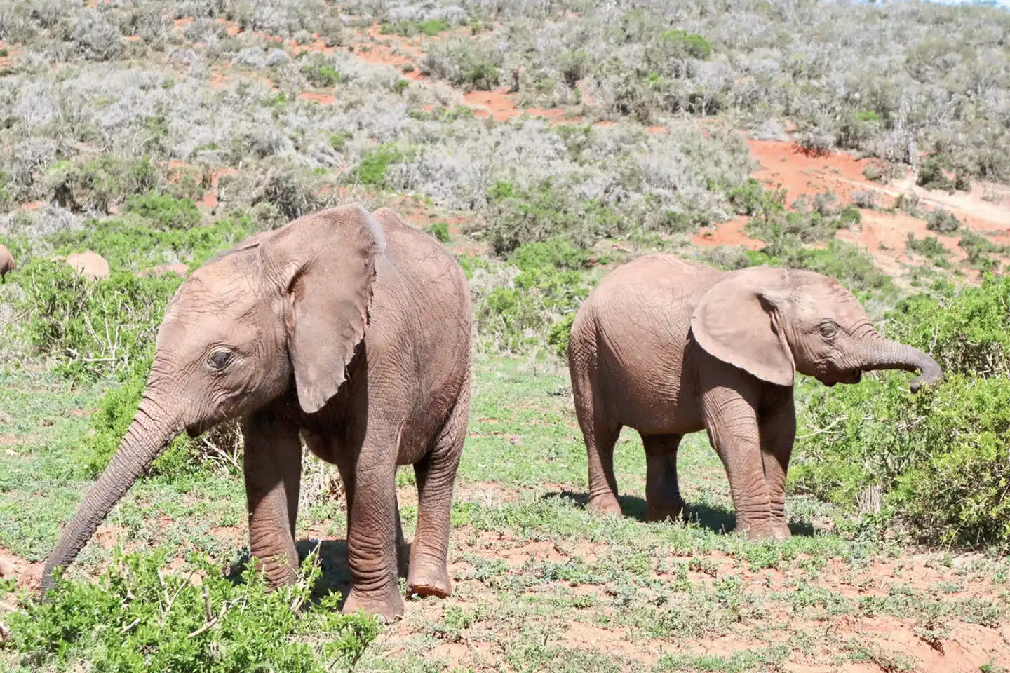 Klassisches Südafrika (ab Kapstadt/bis Johannesburg) Tiere