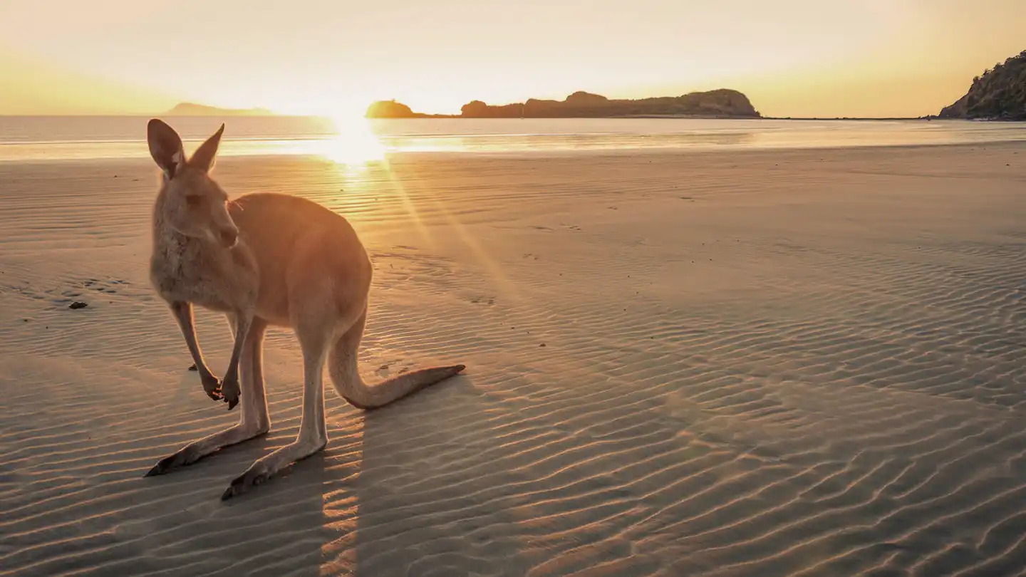 Fascination du Sud (18 nuits, Adélaïde-Sydney) Tiere