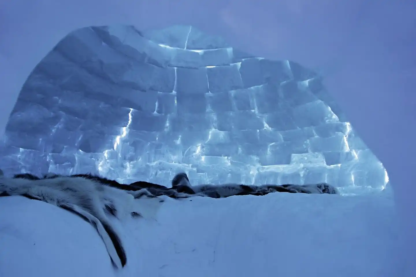 Winterabenteuer Grönland Tiere