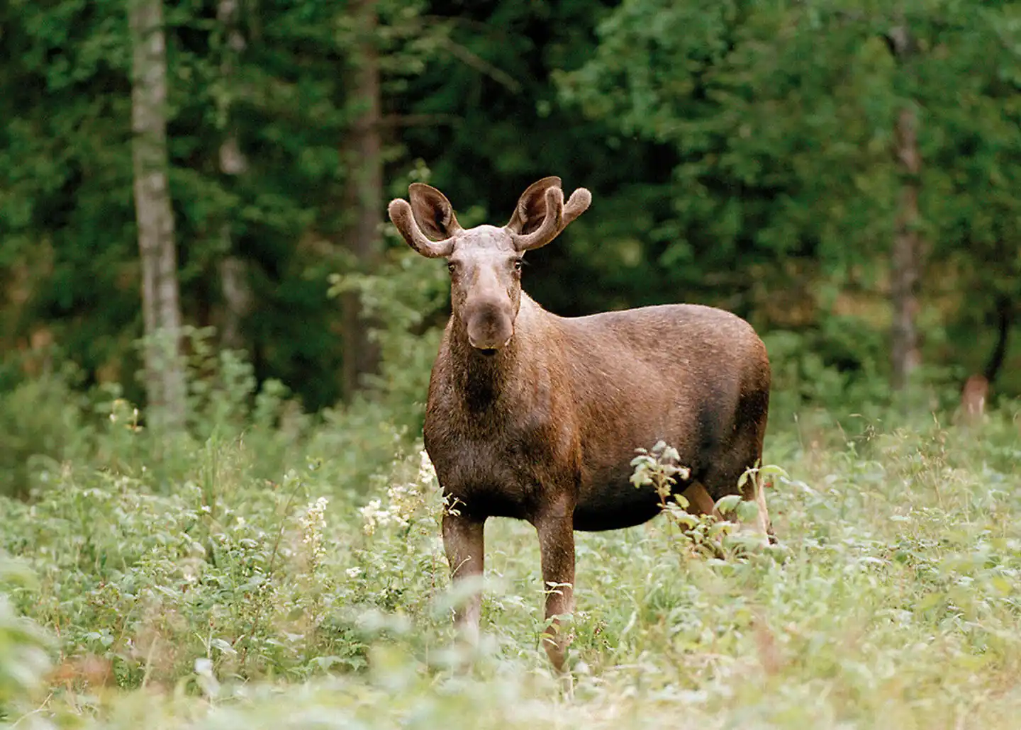 Schwedens Outdoor-Paradies Tiere