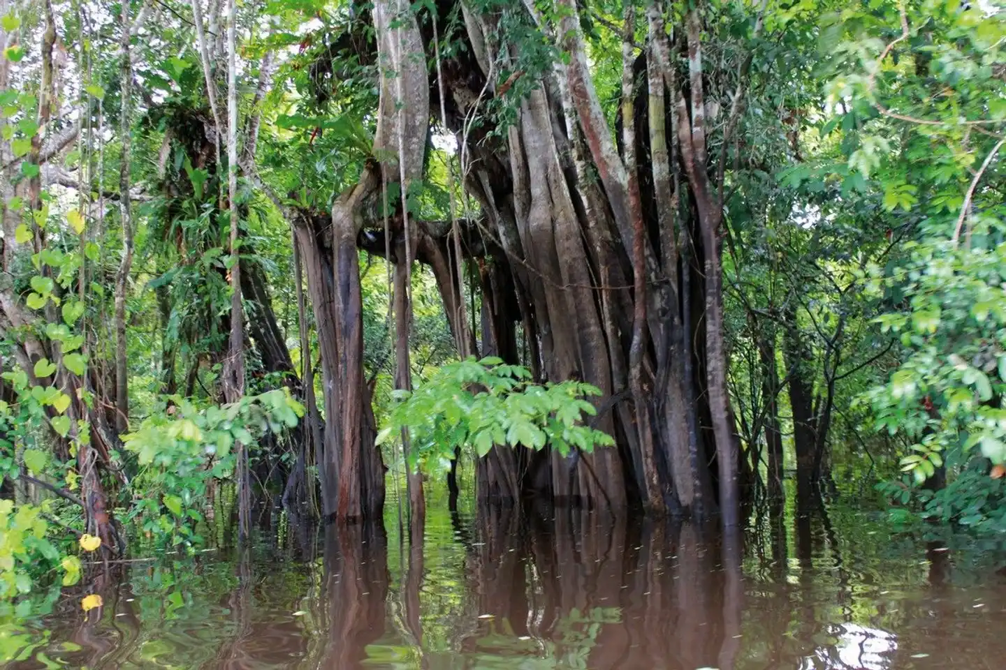 Grüner Mythos Amazonas Landschaft