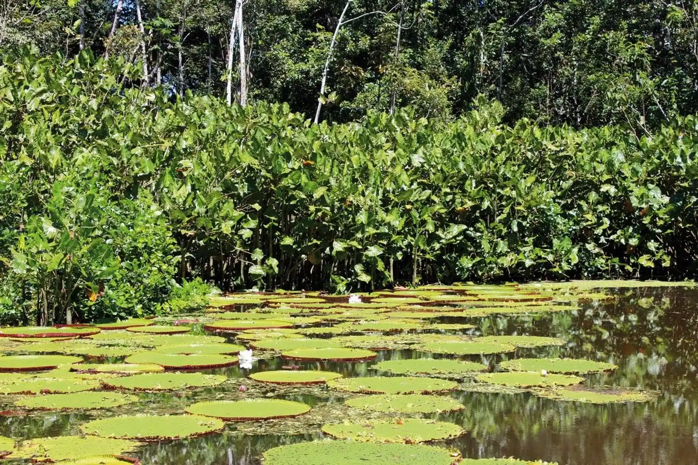 Grüner Mythos Amazonas Landschaft