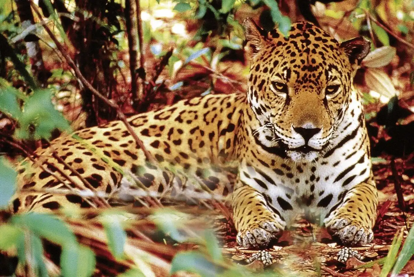 Mexiko, Guatemala & Belize: Erbe der Maya Tiere