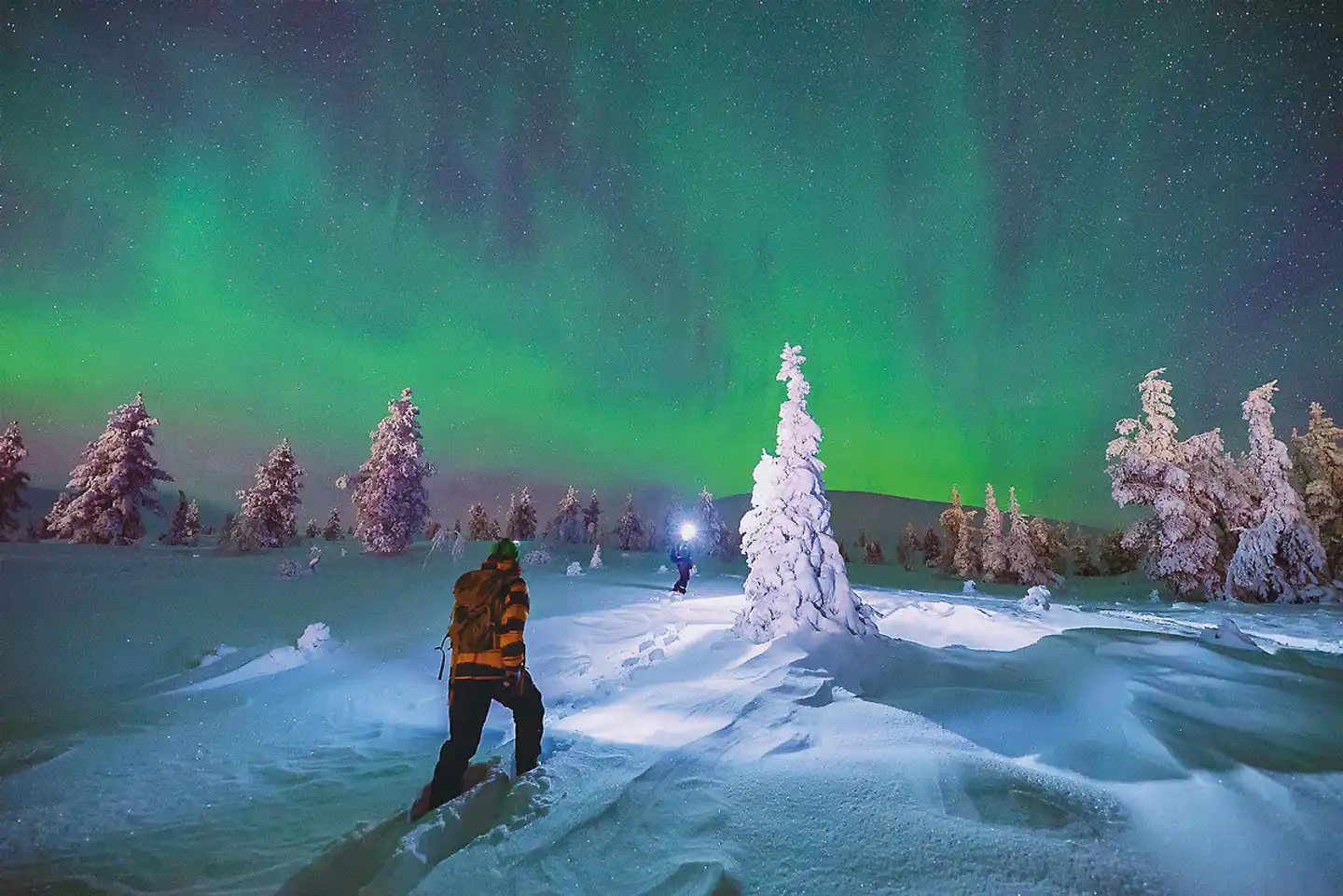 Harriniva - Polarlichtzauber in Lappland Tiere