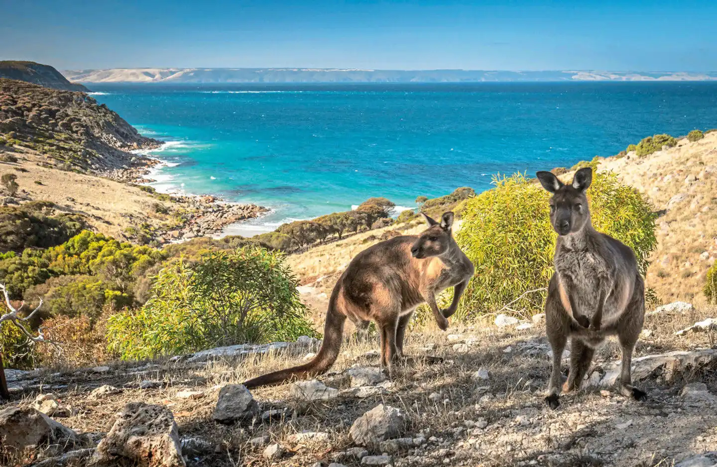 Sea Dragon Kangaroo Island Tiere