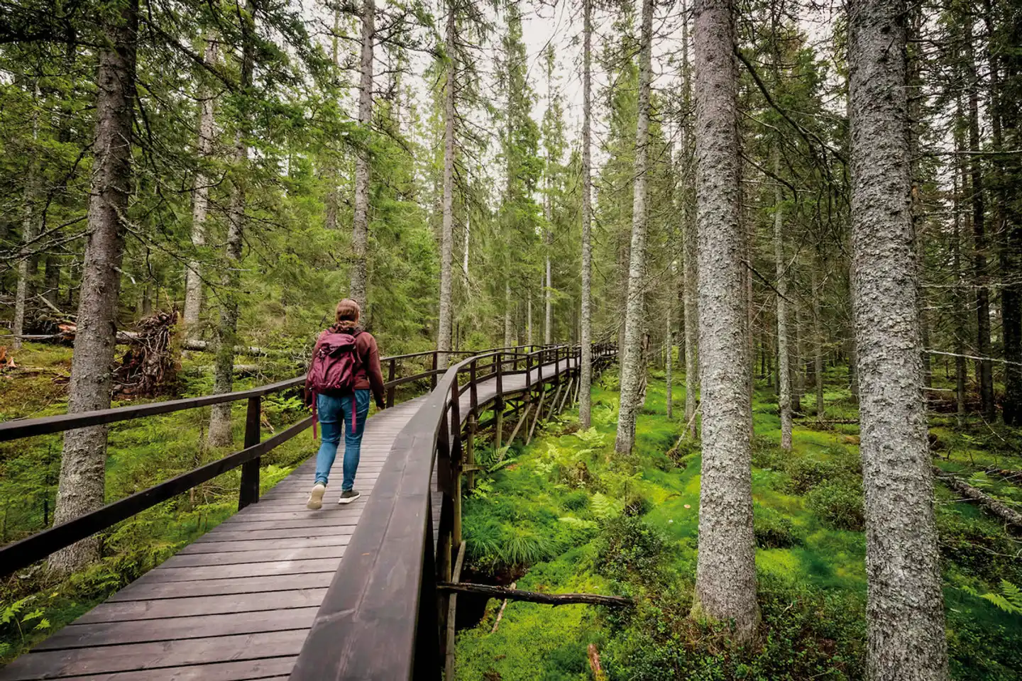 Schweden step by step - Zwei Länder - Ein Meer Landschaft