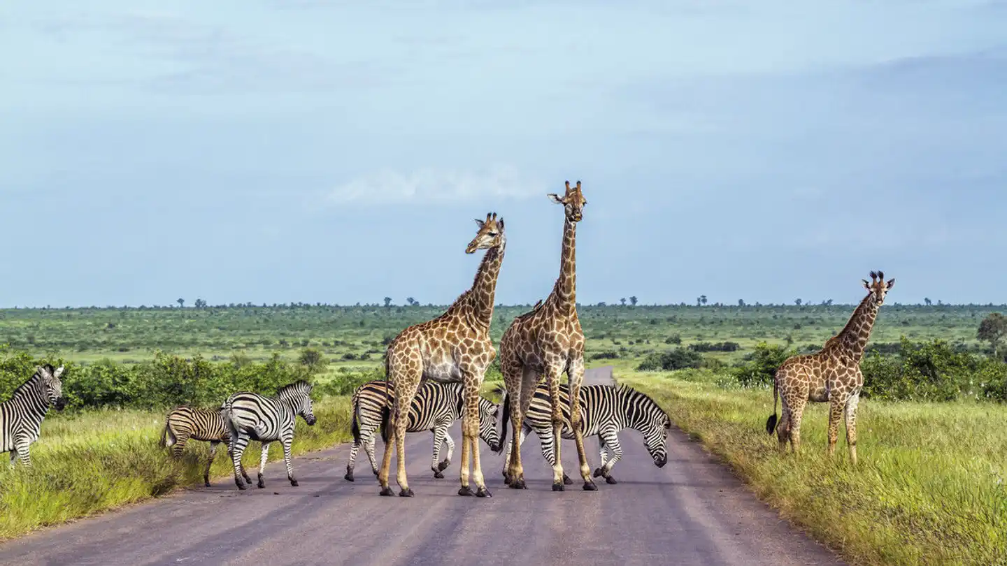Mpumalanga - Im Reich der wilden Tiere Tiere