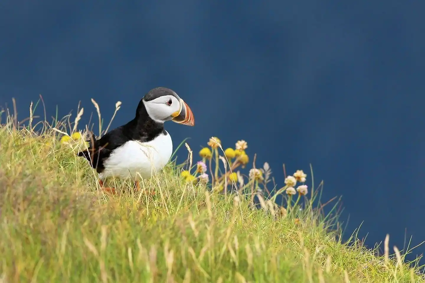 Wild Atlantic Way - Irlands wilde Westküste Tiere