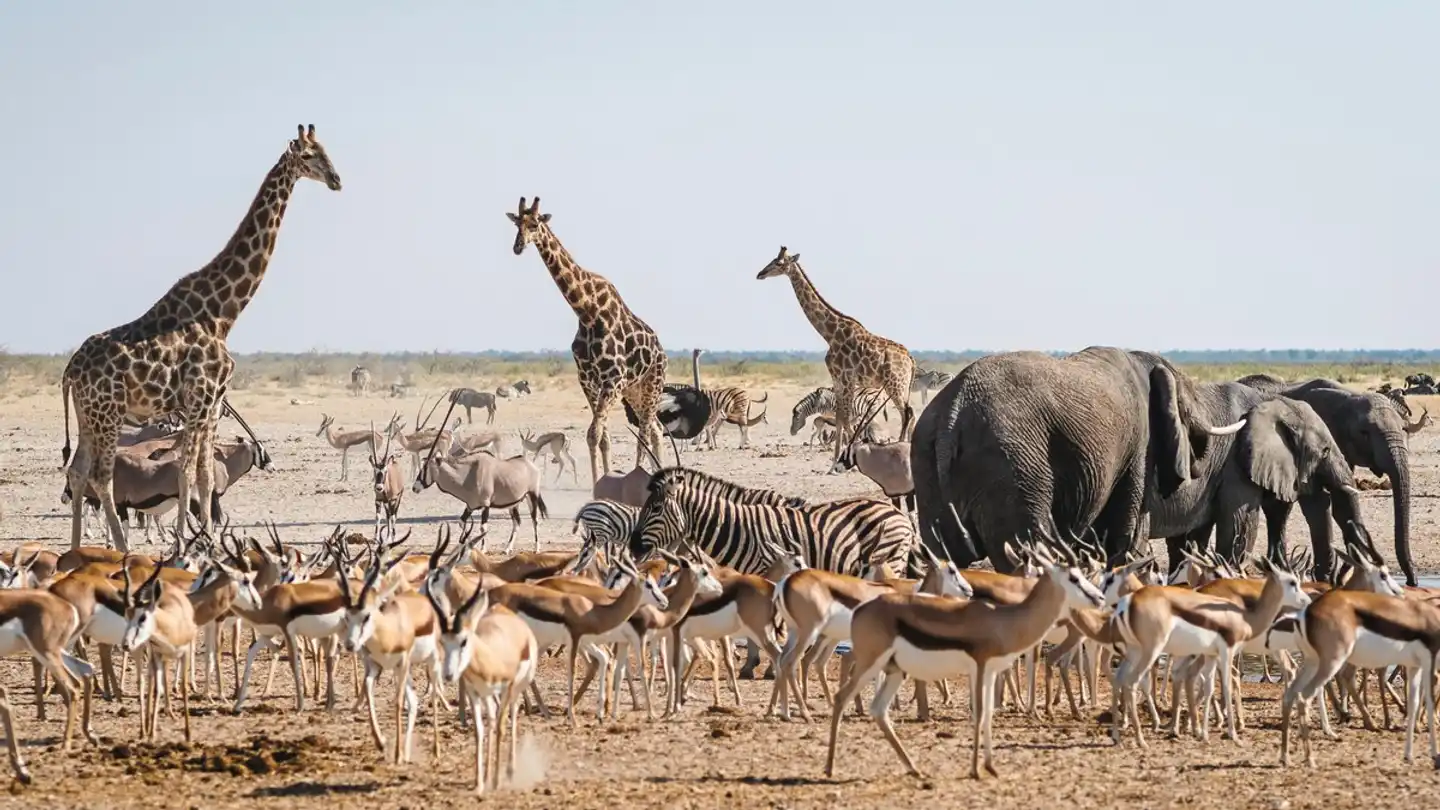 Wasser, Wüste, wilde Tiere - unterwegs von Victoria Falls nach Windhoek Tiere