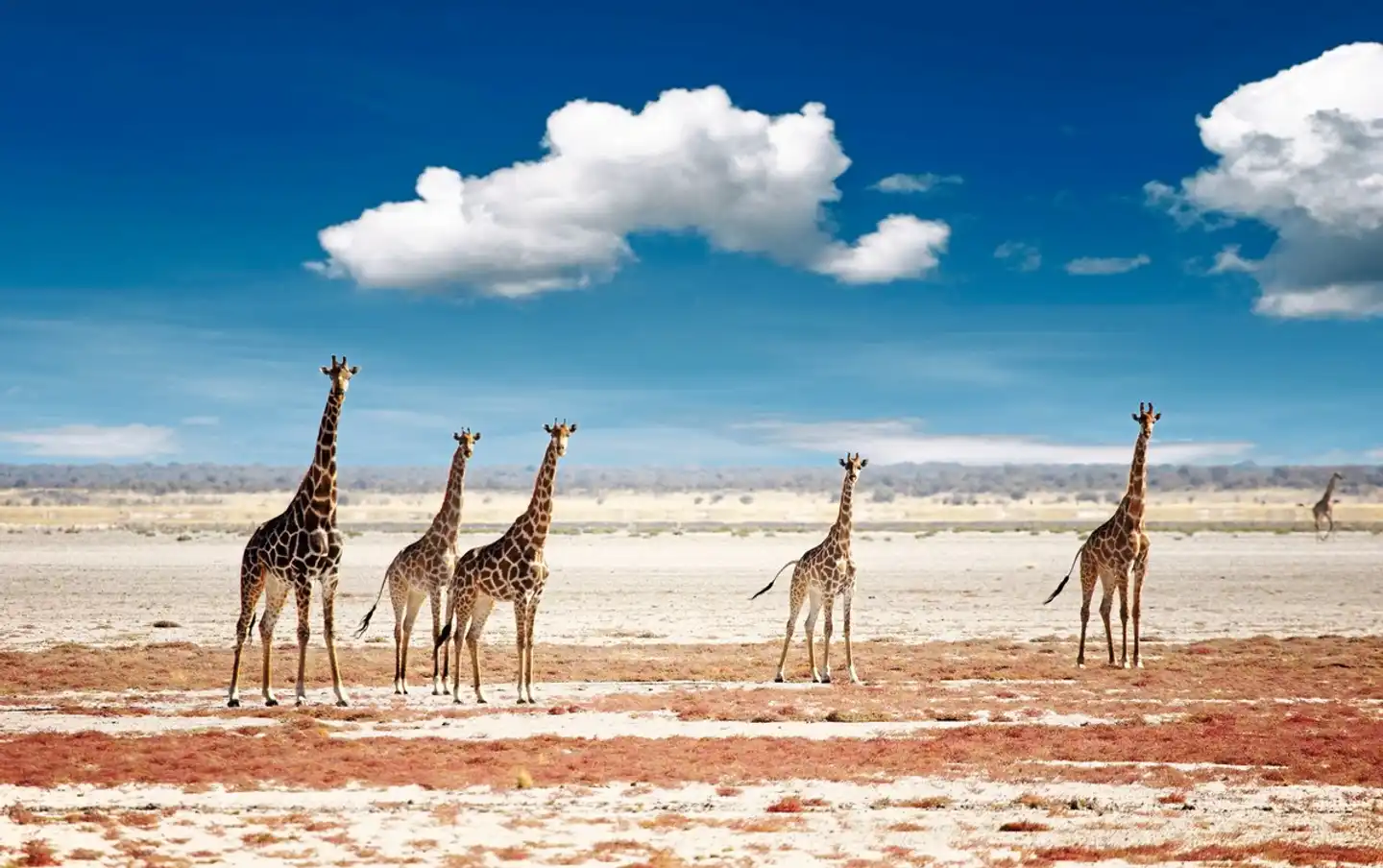 Kontrastreiches Namibia Tiere