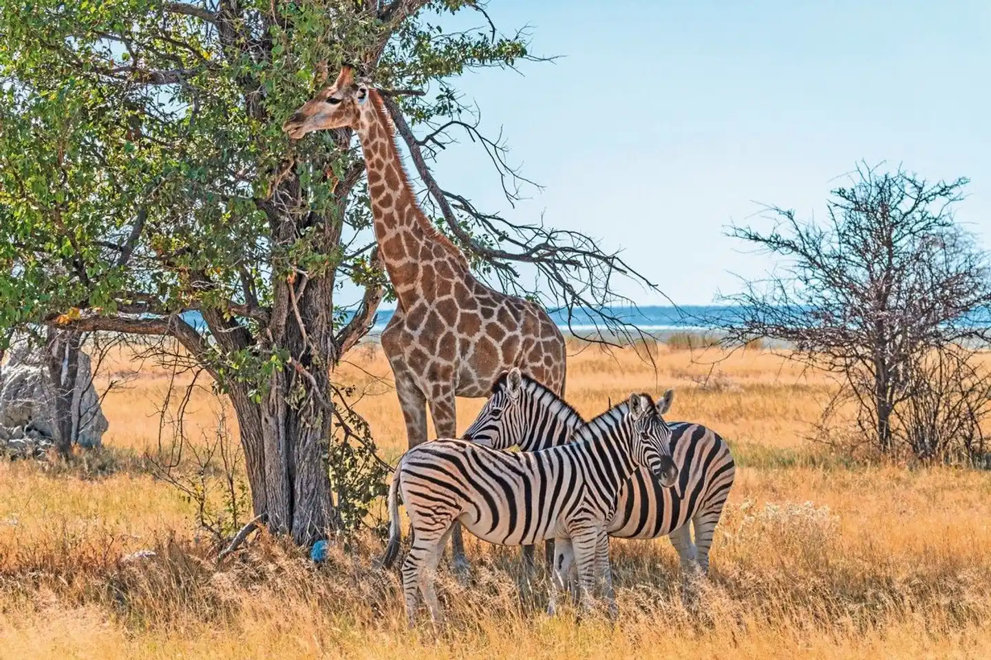 Erlebnis Nationalparks - Etosha bis Victoria Falls Tiere