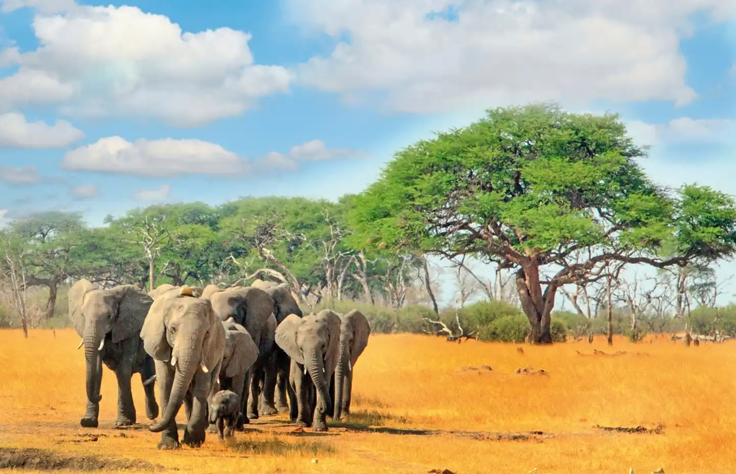 Aventure dans le parc national de Hwange Tiere