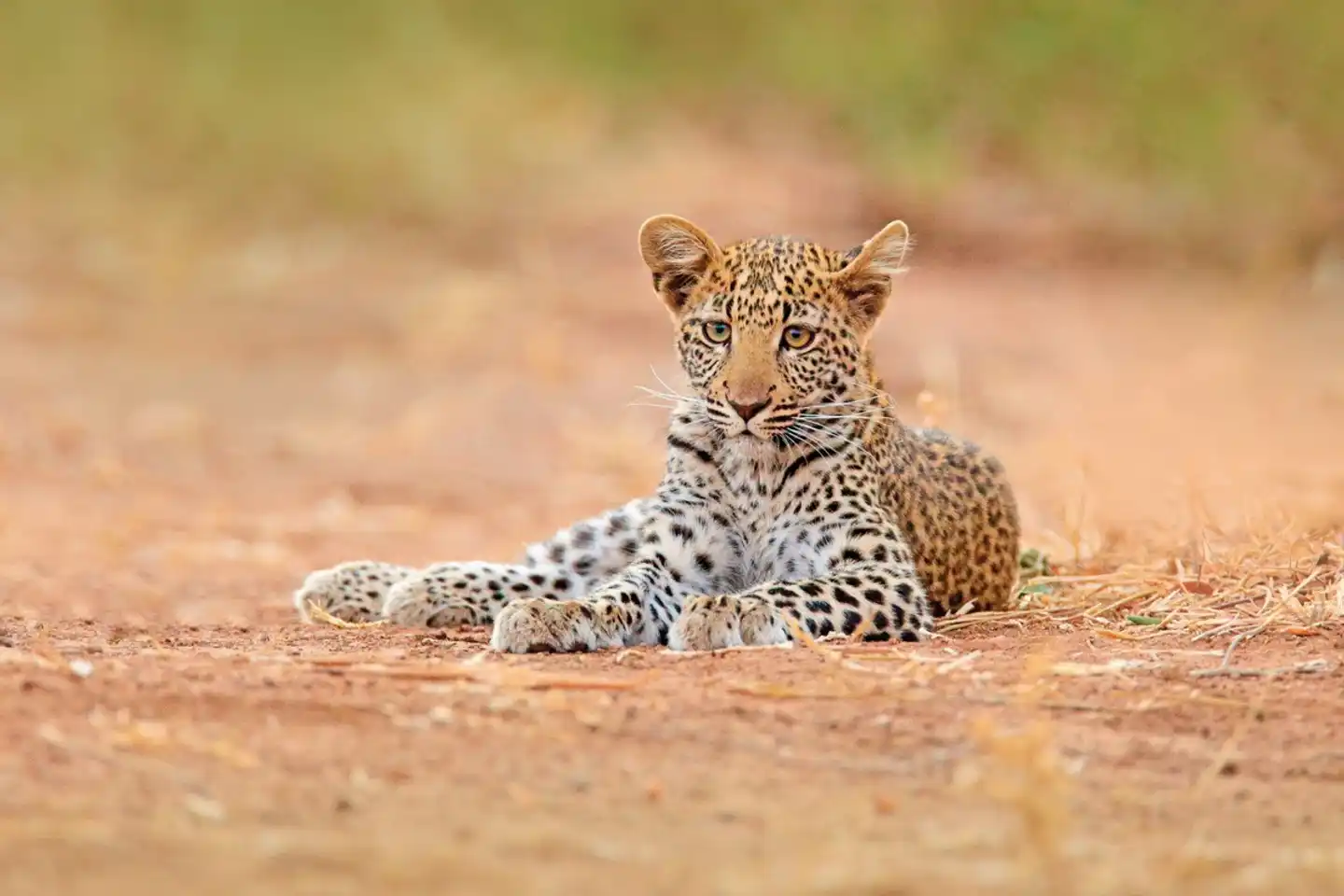 Aventure dans le parc national de Hwange Tiere
