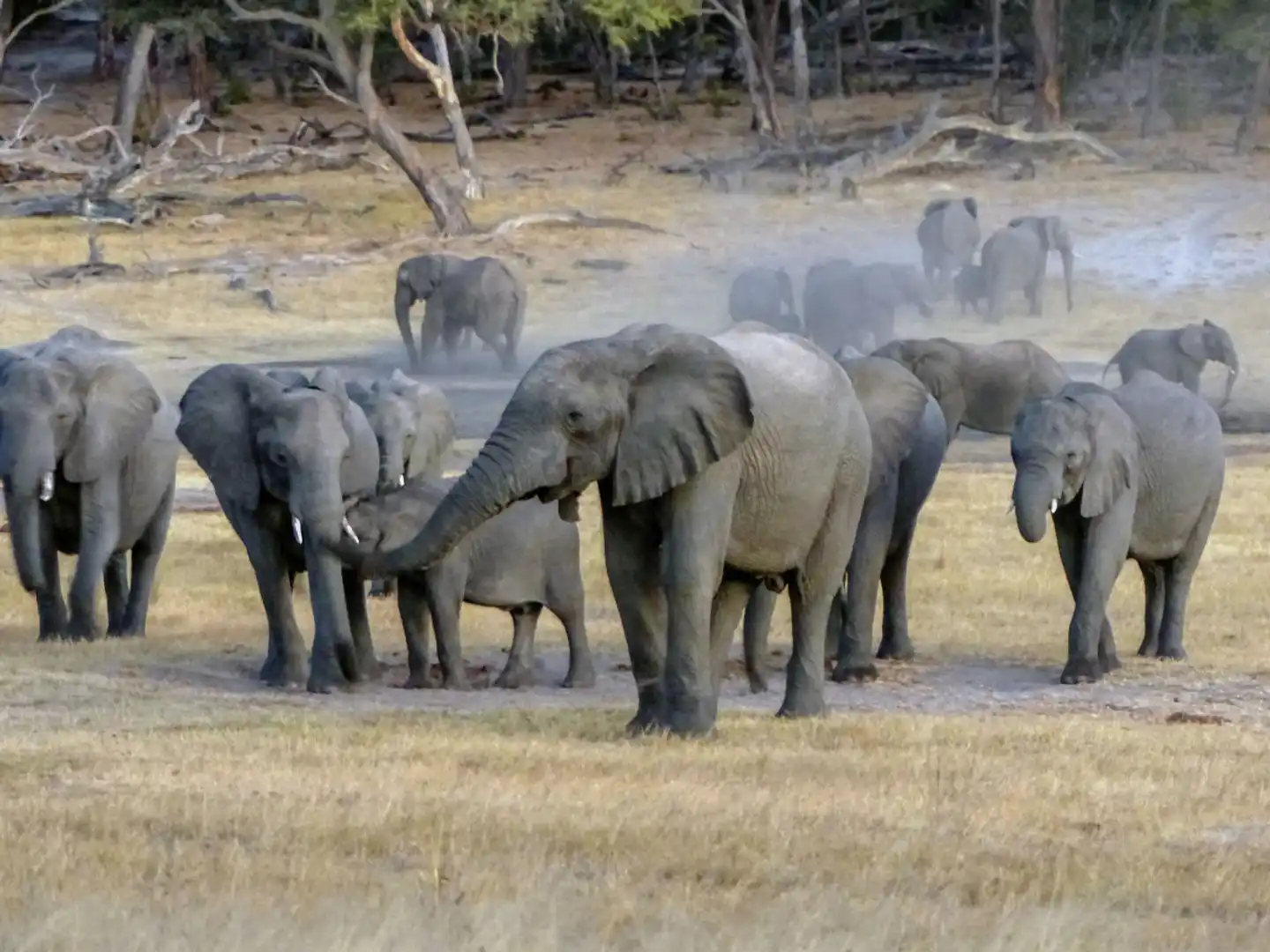 Aventure dans le parc national de Hwange Tiere