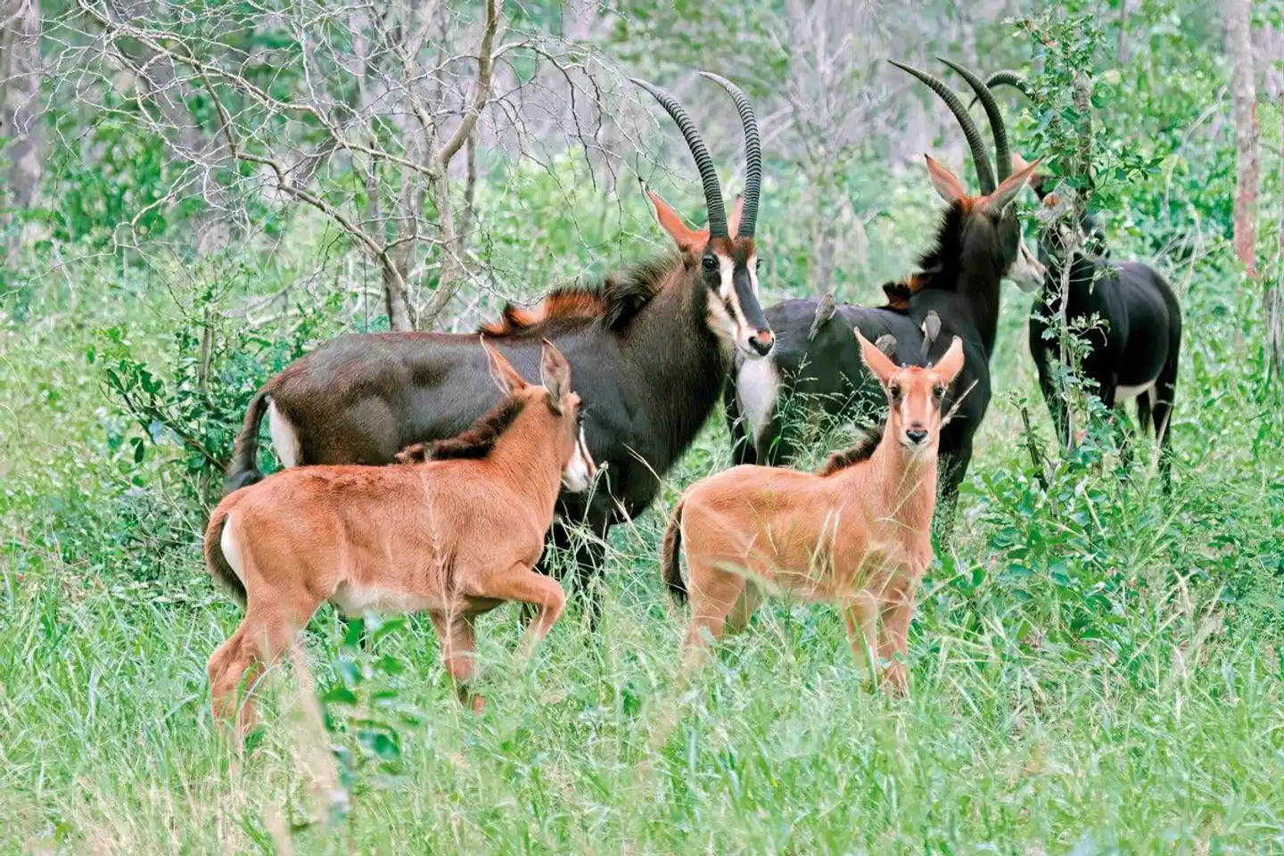 Aventure dans le parc national de Hwange Tiere
