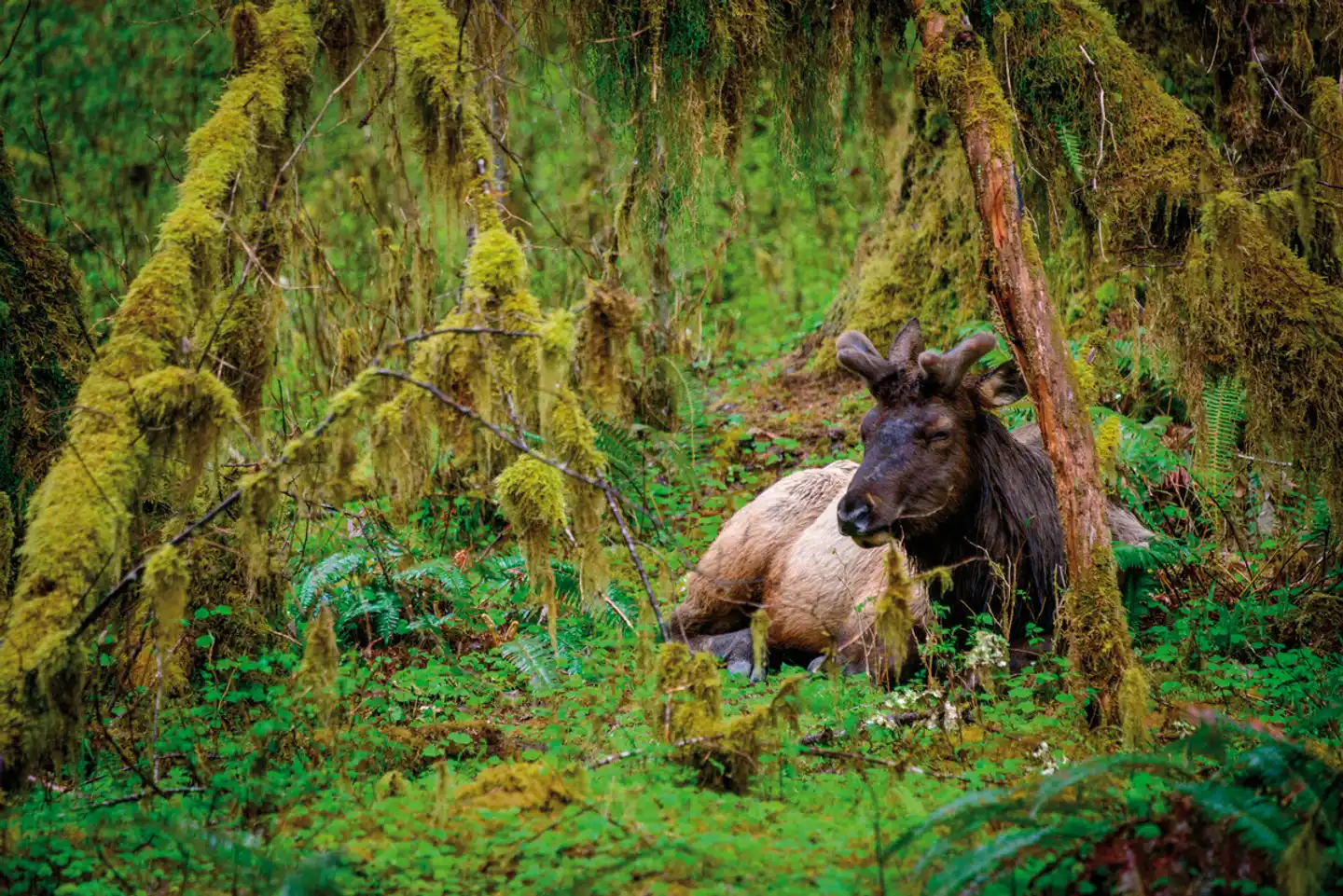 Naturschönheiten des Westens (21 Nächte) Tiere