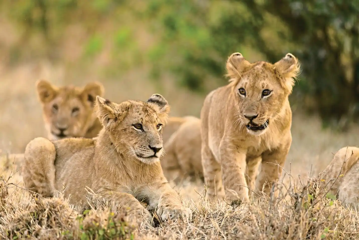 Kenia & Tansania - der Rhythmus der Wildnis Tiere