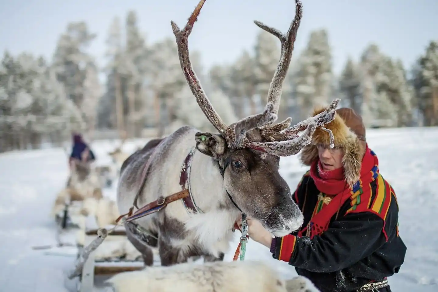 Finnische Winterwoche in der Arktis Tiere