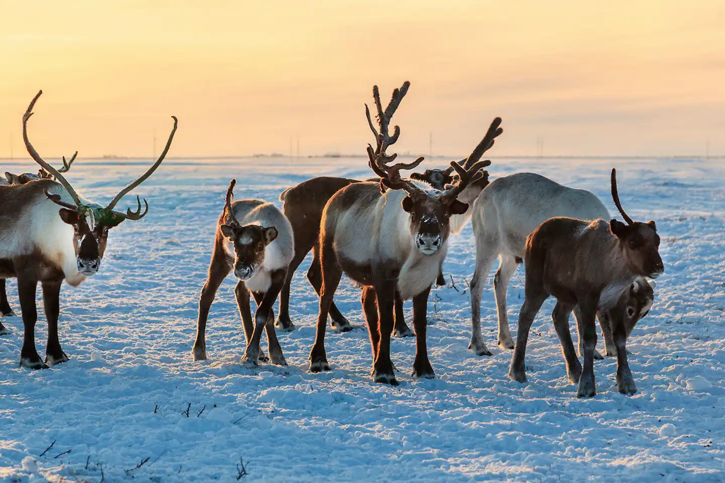 Finnische Winterwoche in der Arktis Tiere