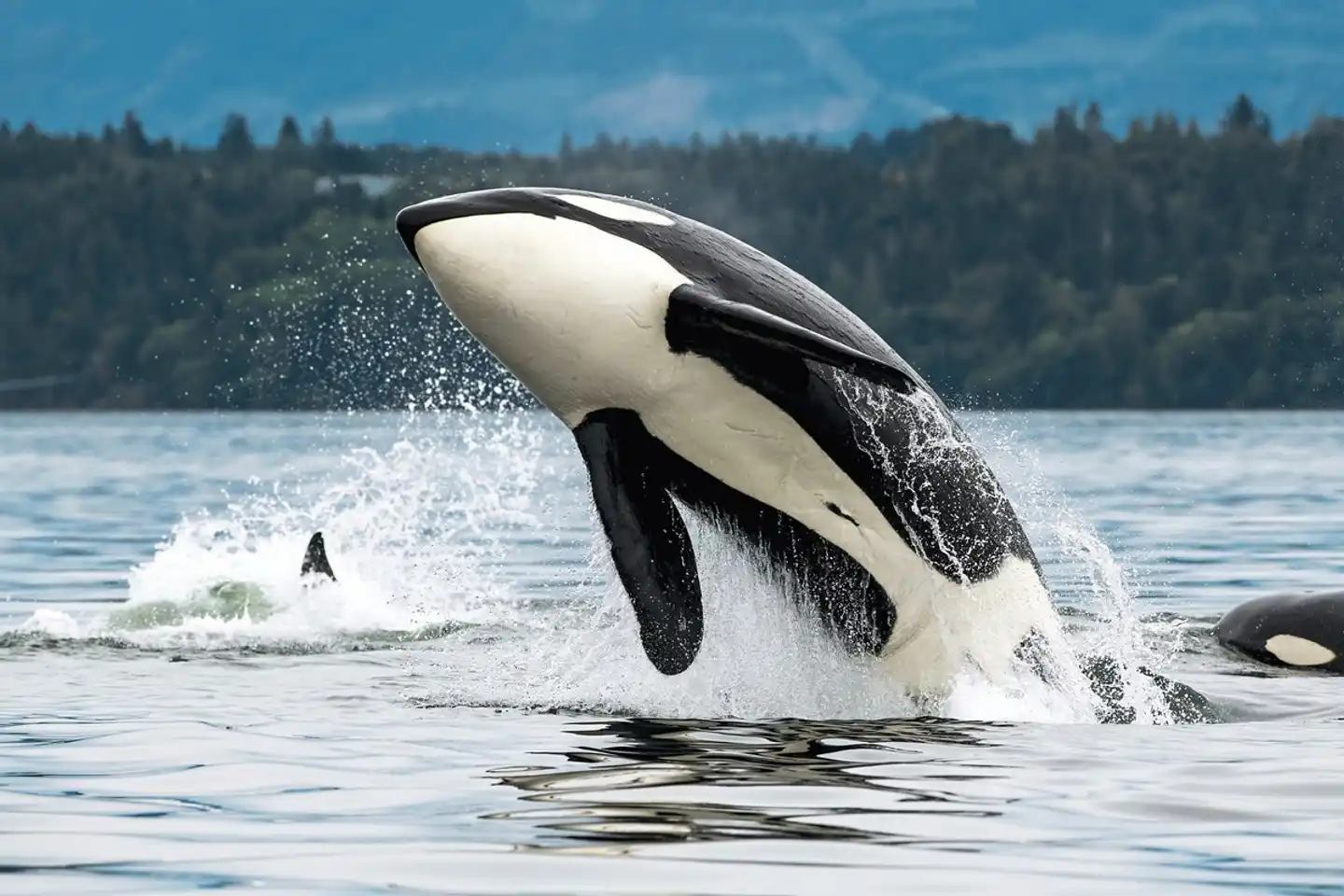 Orca Camp Family Adventure Tiere