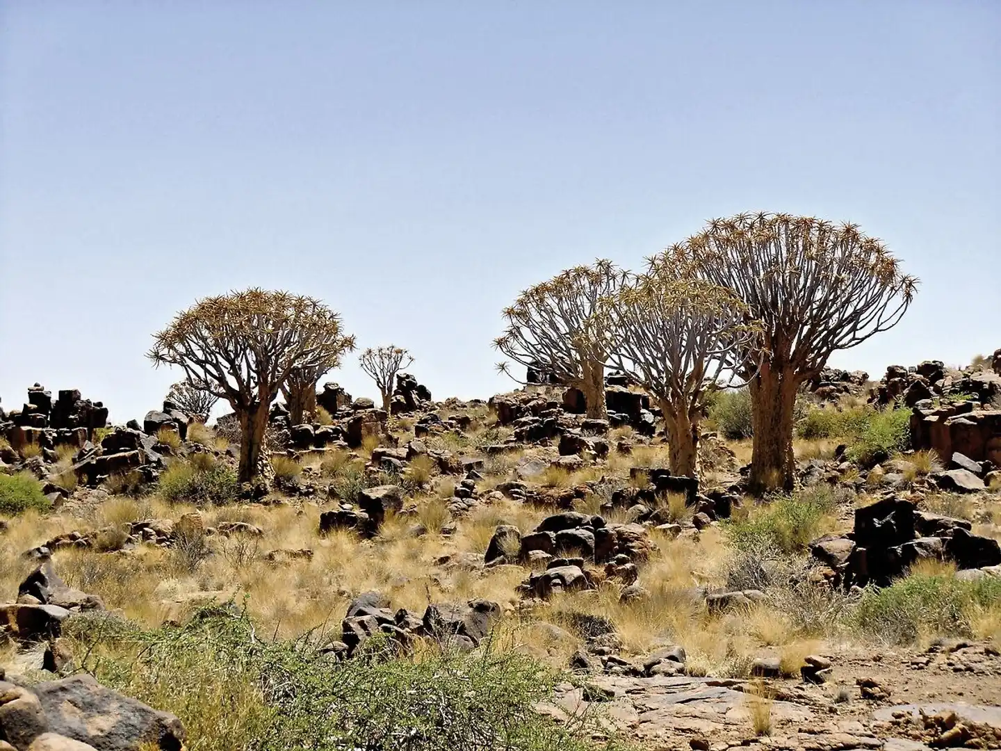 Go4Namibia - Erlebnisreise für die ganze Familie Tiere