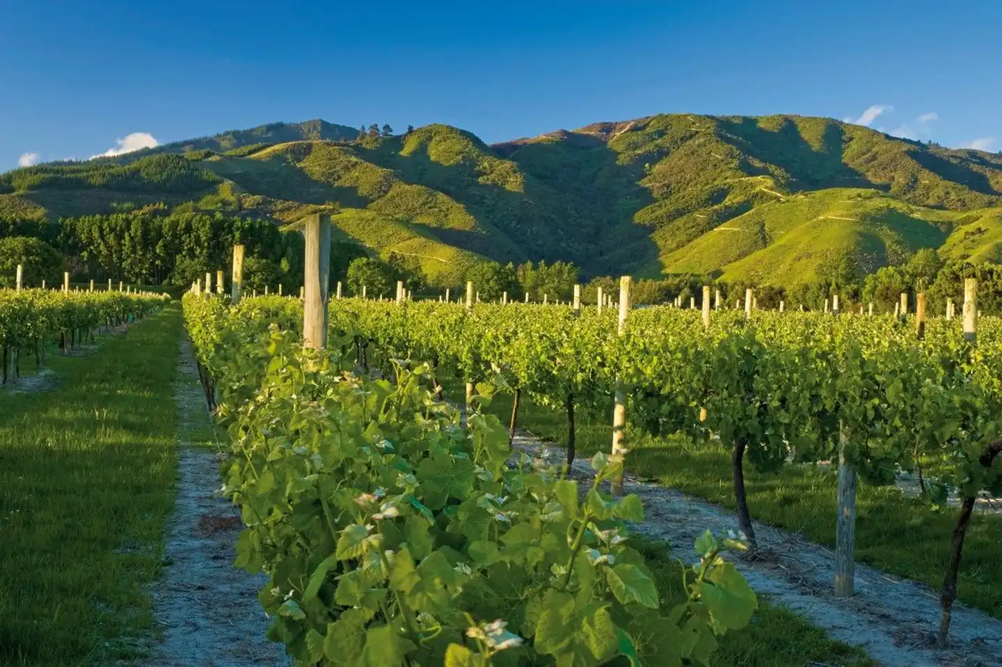 Neuseeland in Style Landschaft