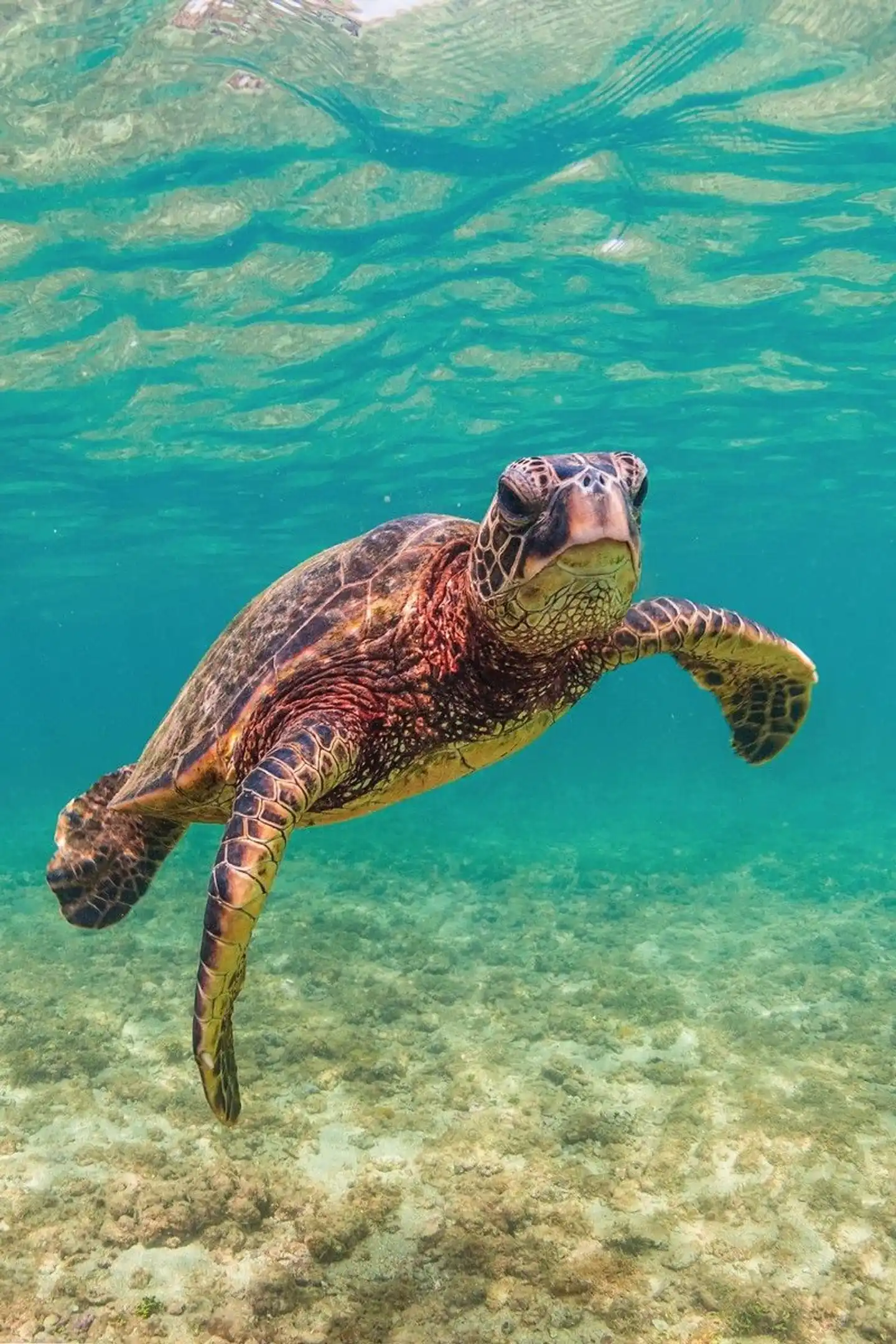 Trauminseln Hawaii aktiv erleben Tiere