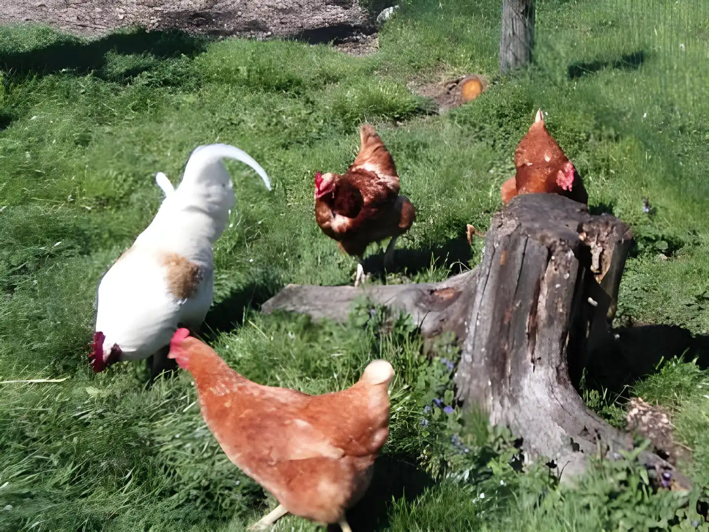 Zehenthof Tiere