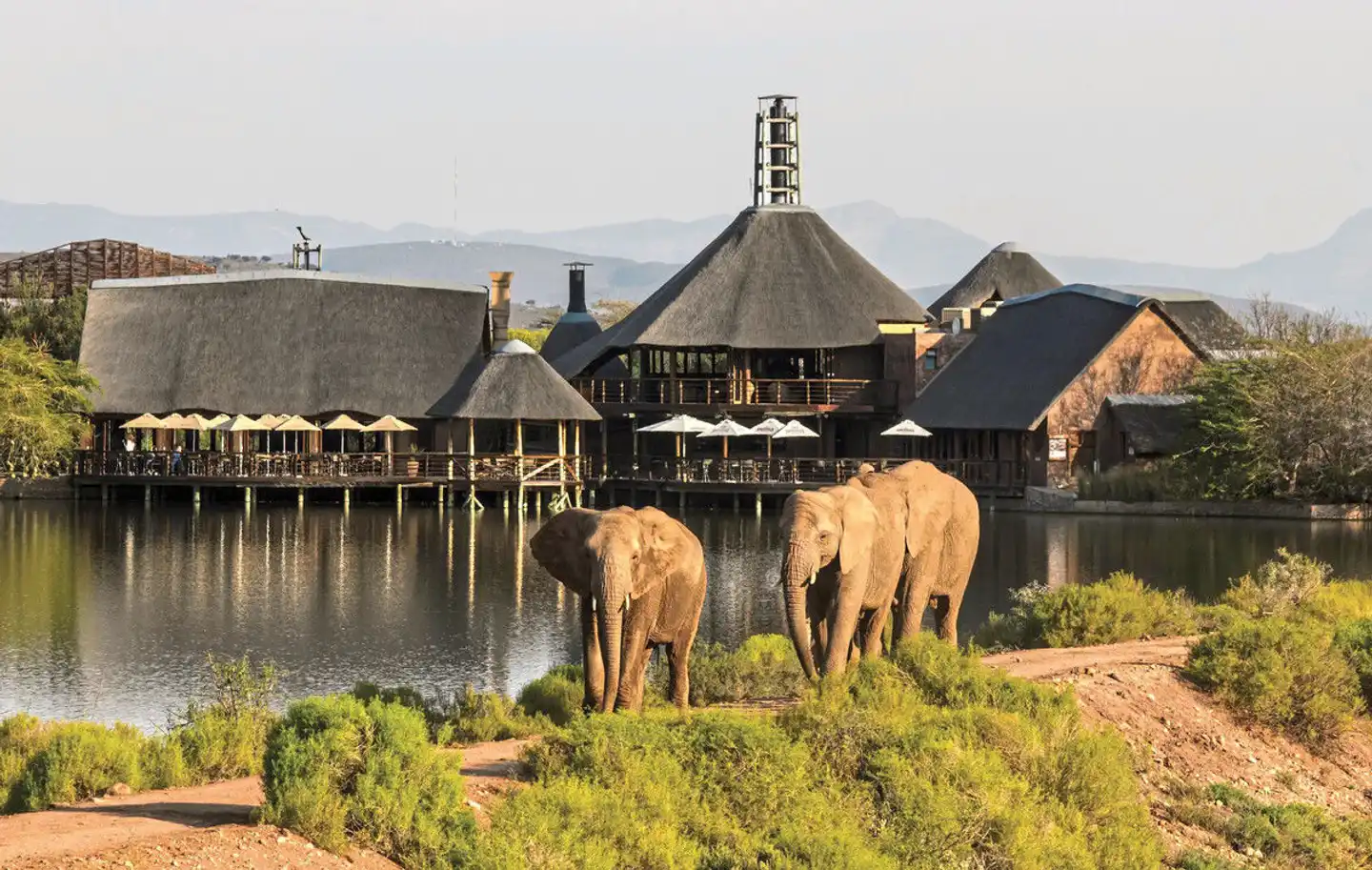 Buffelsdrift Game Lodge Tiere