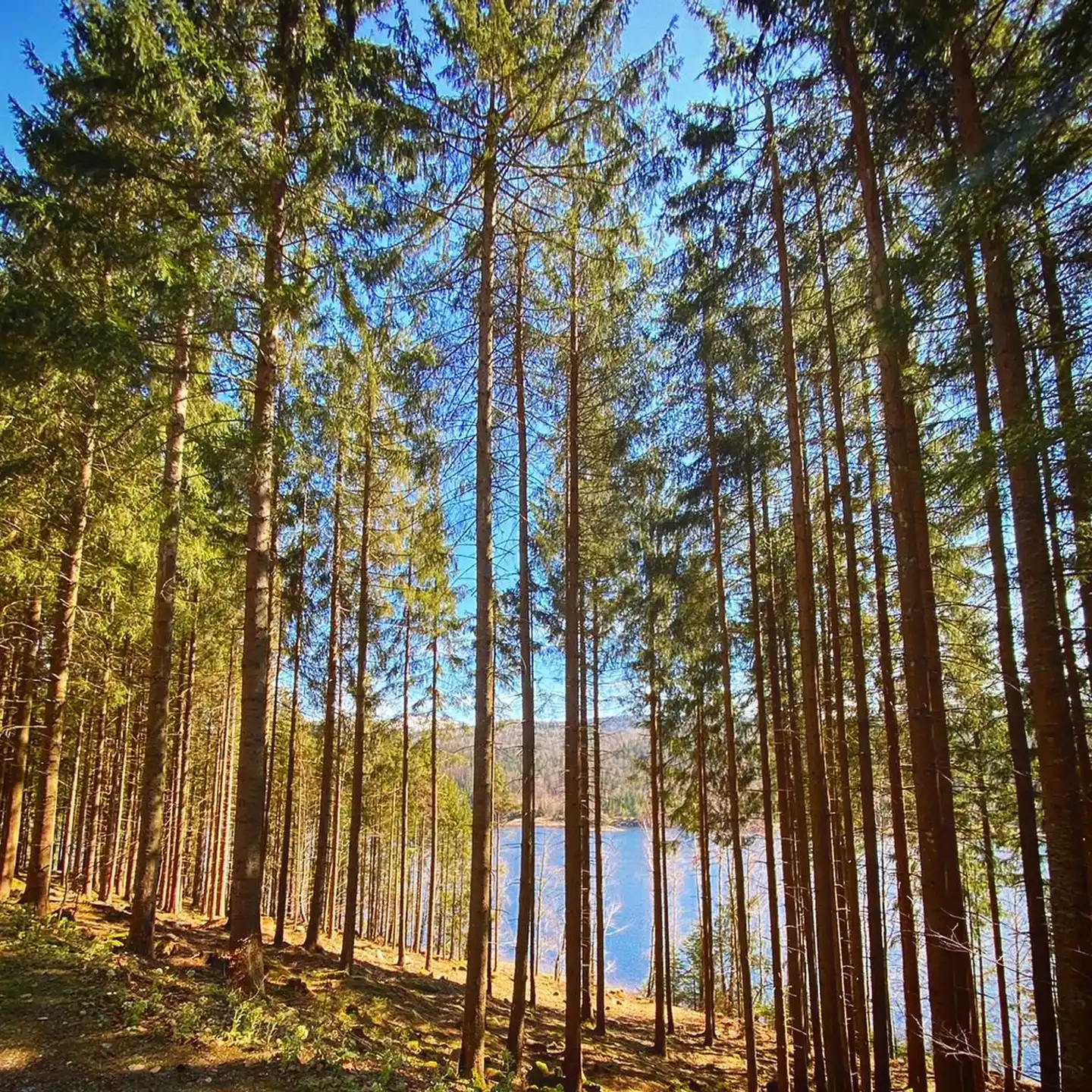 Landgasthof Hubertus Landschaft