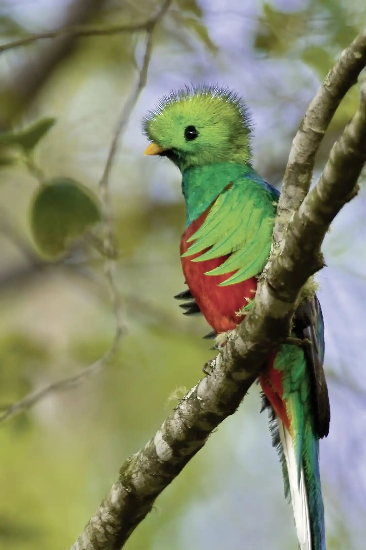 Pura Vida - Costa Rica hautnah Tiere