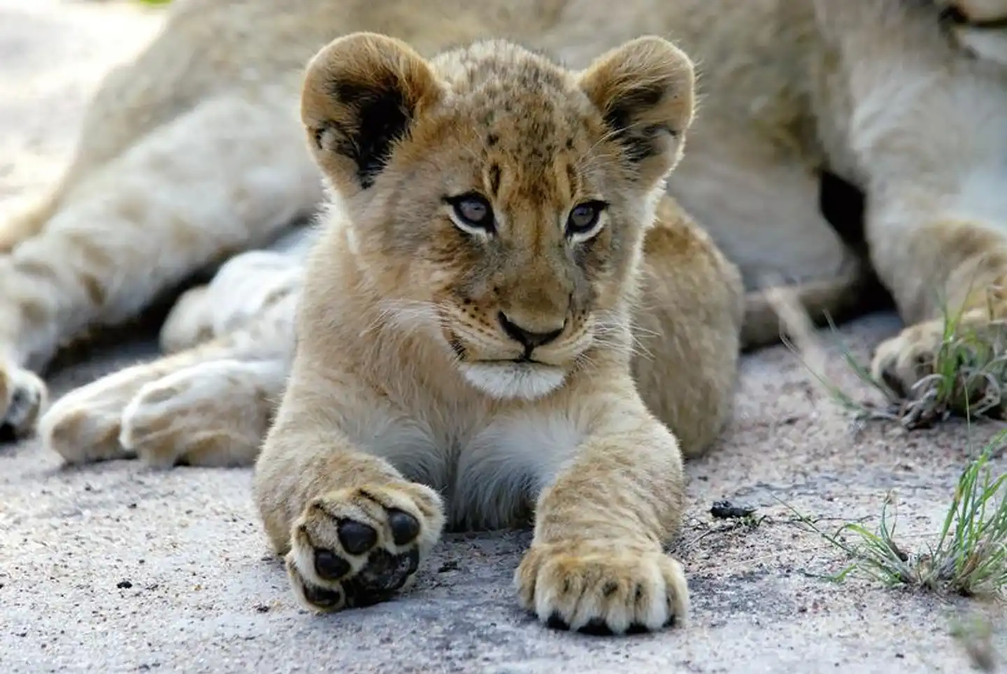Ulusaba Private Game Reserve Tiere