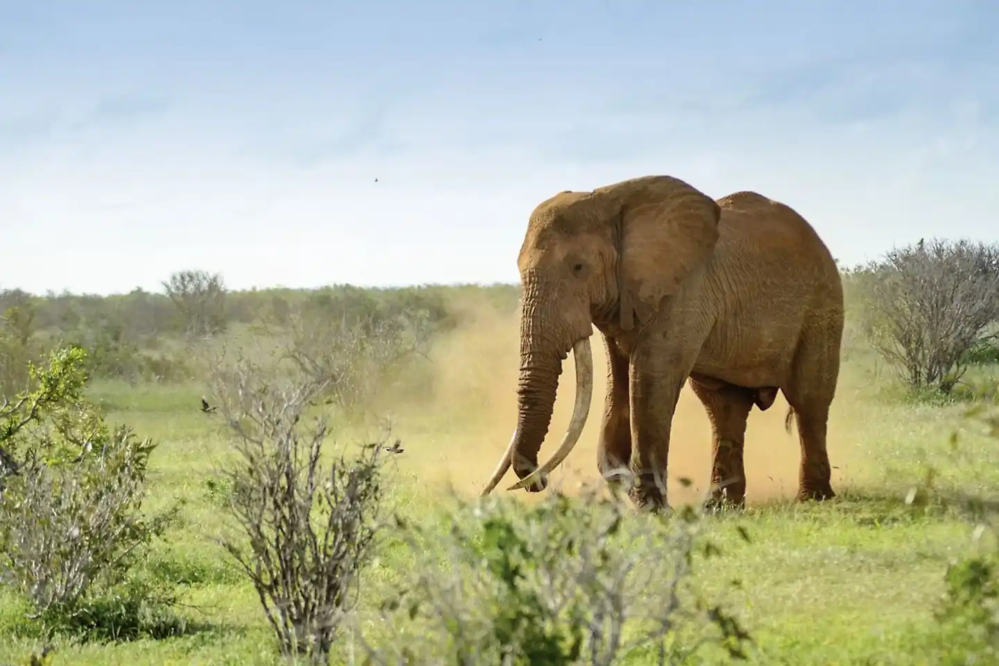 Tsavo Abenteuer Tiere