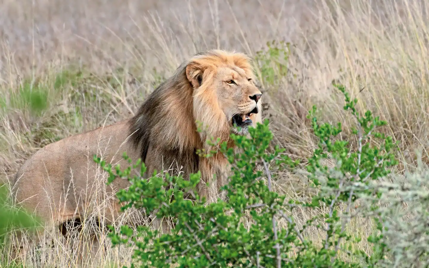 Botlierskop Private Game Reserve Tiere