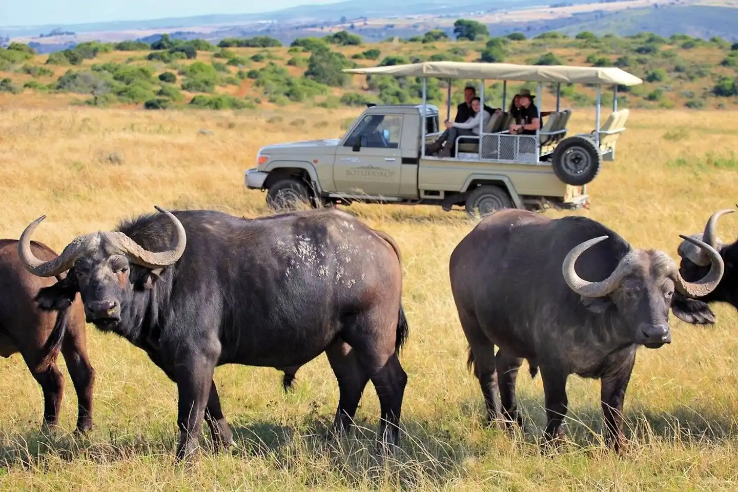 Botlierskop Private Game Reserve Tiere