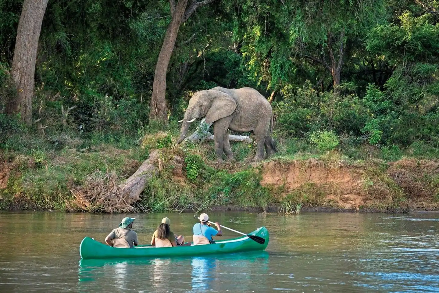 Lolebezi Tiere