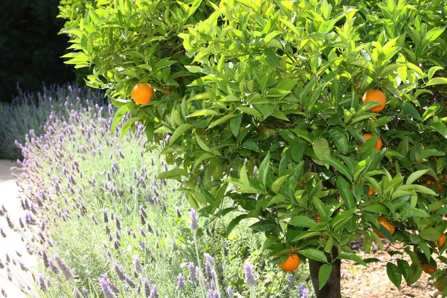 Finca Ca's Curial Garten