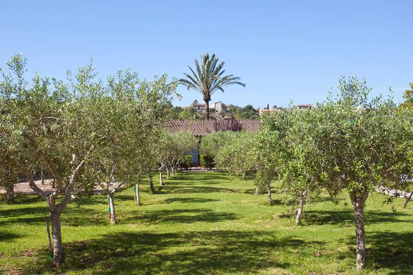 Finca Agroturismo S'Hort de Son Caulelles Landschaft