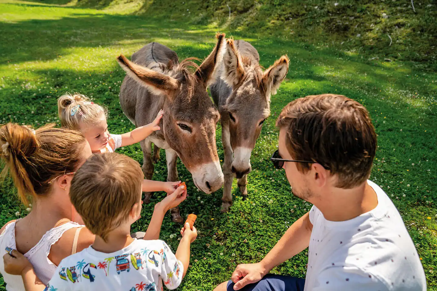 Almwelt Austria Tiere