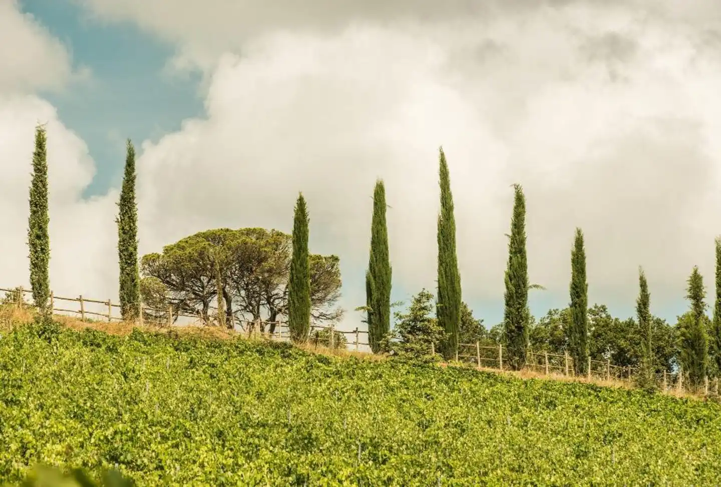 Villa Dievole Landschaft