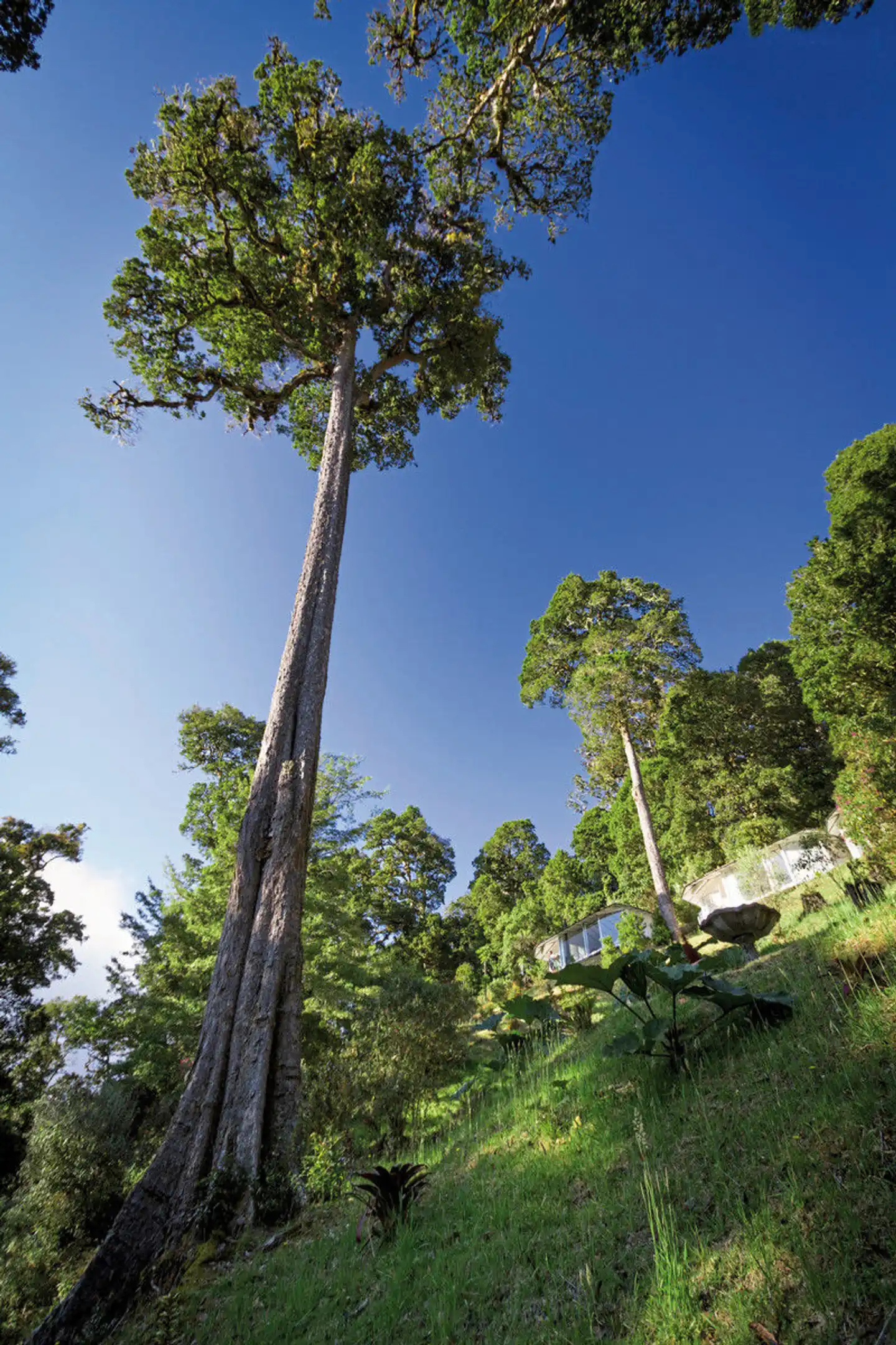 Dantica Cloud Forest Lodge Garten