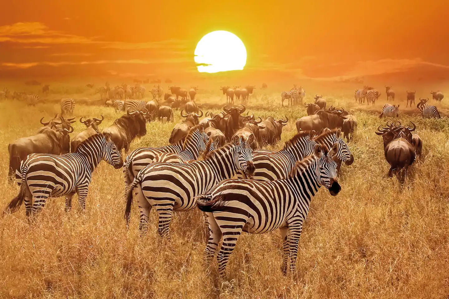 Tansania für alle Sinne Tiere