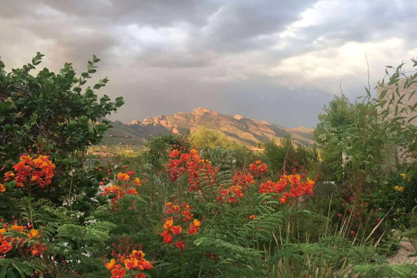 Westward Look Wyndham Grand Resort and Spa Landschaft