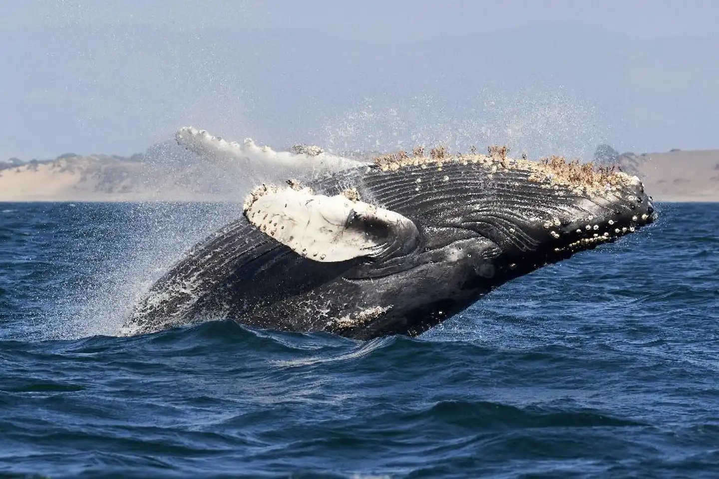 Holiday Inn Express At Monterey Bay Tiere