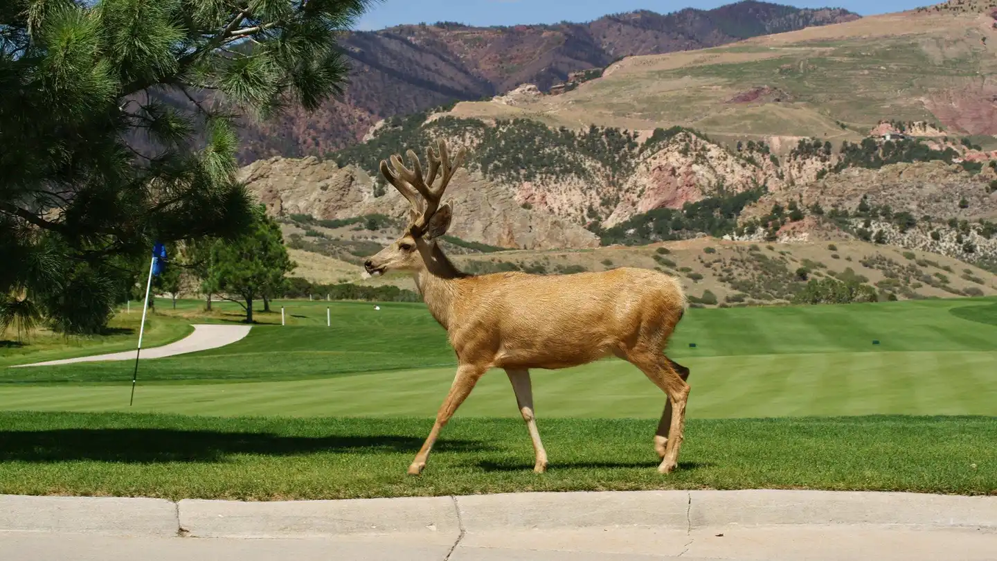 Lodge at Garden of the Gods Club Tiere