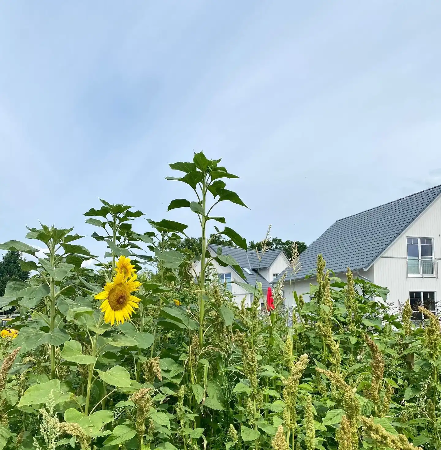 Resort Stettiner Haff Landschaft