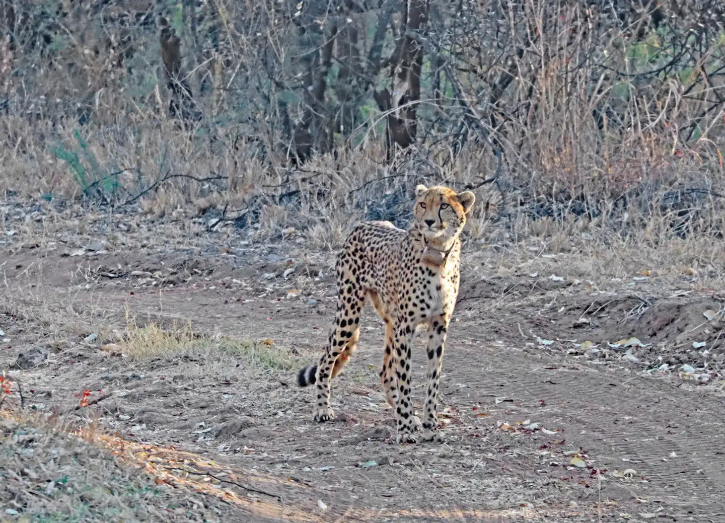 Mziki Safari Lodge Tiere